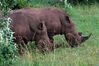 Rhinos on the Masai.jpg