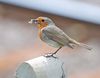 Robin (Erithacus rubecula) DSC_0095.jpg
