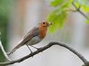 Robin (Erithacus rubecula),  DSC_0065.jpg