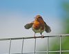 Robin_(Erithacus_rubecula)_DSC_0054.jpg