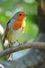 Robin_(Erithacus_rubecula)_DSC_0069.jpg