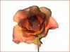 Rose.jpg