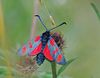 Six-spot_Burnet(Zygaena_filipendulae)_DSC_0242.jpg