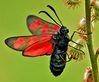 Six-spot_Burnet_(Zygaena_filipendulae)_DSC_0105.JPG