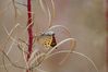 Small_Copper_(Lycaena_phlaeas)_DSC_0106.jpg
