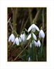 Snow Drops 2010 web.jpg