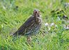 Song Thrush - Turdus philomelos_ DSC_0027.jpg