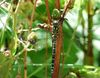 Southern_Hawker_(Aeshna_cyanea)_DSC_0133.jpg