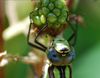 Southern_Hawker_(Aeshna_cyanea)_DSC_0138.jpg