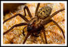Spider.jpg