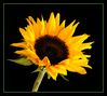 Sunflower ecopy.jpg