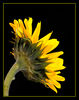 Sunflower reverse1 ecopy1.JPG