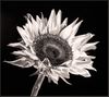 Sunflower solar ecopy2.JPG