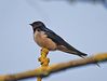 Swallow (Hirundo rustica) DSC_0008.jpg
