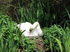 Swan nest.jpg