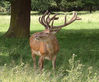 Tatton park deer.jpg