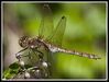 ThamesPathCrickladetoBuscotWeirdragon_fly.jpg