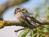 Young_Swallows.jpg