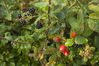 _IGP2527Rs_brambles.jpg