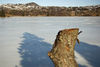 _IGP9417Rs loch ordie felled tree.jpg