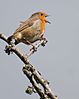 _Robin_(Erithacus_rubecula)_DSC_0019.jpg