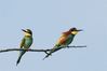 bee_eaters1.jpg