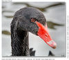 black_swan_1_2.jpg