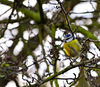 blue tit.jpg