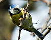 bluetit3.jpg