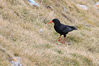 chough2.jpg