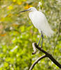 Filename=egret.jpg
Filesize=656KiB
Dimensions=1117x1280
Date added=Oct 05, 2010 egret.jpg