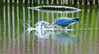 fishing-heron.jpg