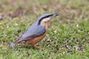 Nuthatch