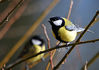Filename=great-tit.jpg
Filesize=277KiB
Dimensions=900x636
Date added=Mar 04, 2010 great-tit.jpg