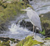 heron (2) - Copy.JPG