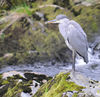 heron (3) - Copy.JPG