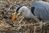 heron3.jpg
