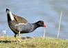 moorhen.jpg