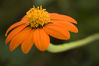 orange flower.jpg
