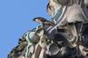 peregrine_falcon_3.jpg