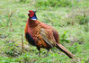 pheasant-puffed-up.jpg