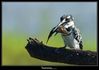 Pied Kingfisher