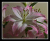 pink & white lilly.jpg