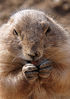 Filename=prairiedog.jpg
Filesize=358KiB
Dimensions=636x900
Date added=Sep 27, 2009 prairiedog.jpg