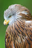 red kite.jpg