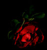red red rose.jpg