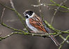 Filename=reed-bunting-male.jpg
Filesize=296KiB
Dimensions=900x636
Date added=Mar 04, 2010 reed-bunting-male.jpg