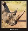 rhino.jpg