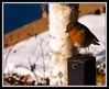 robin-up-close.jpg