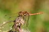 ruddy-darter.jpg